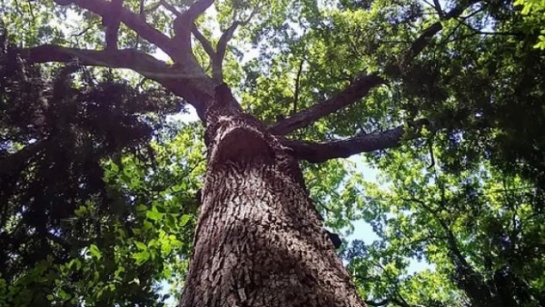 Gli Alberi Monumentali di Sezze, testimoni Verdi della Storia e del Futuro