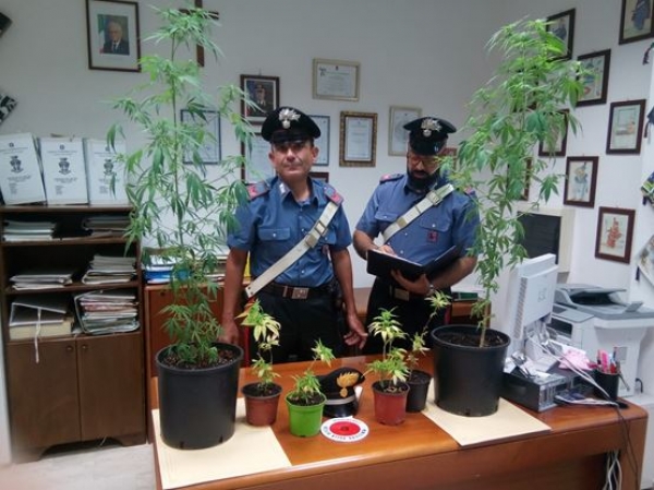 Le piante di marijuana sequestrate dai Carabinieri