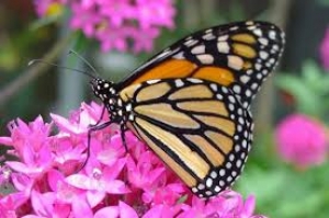 Farfalla monarca 