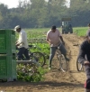 Da braccianti a proprietari: come la comunità indiana sta trasformando Sezze Scalo